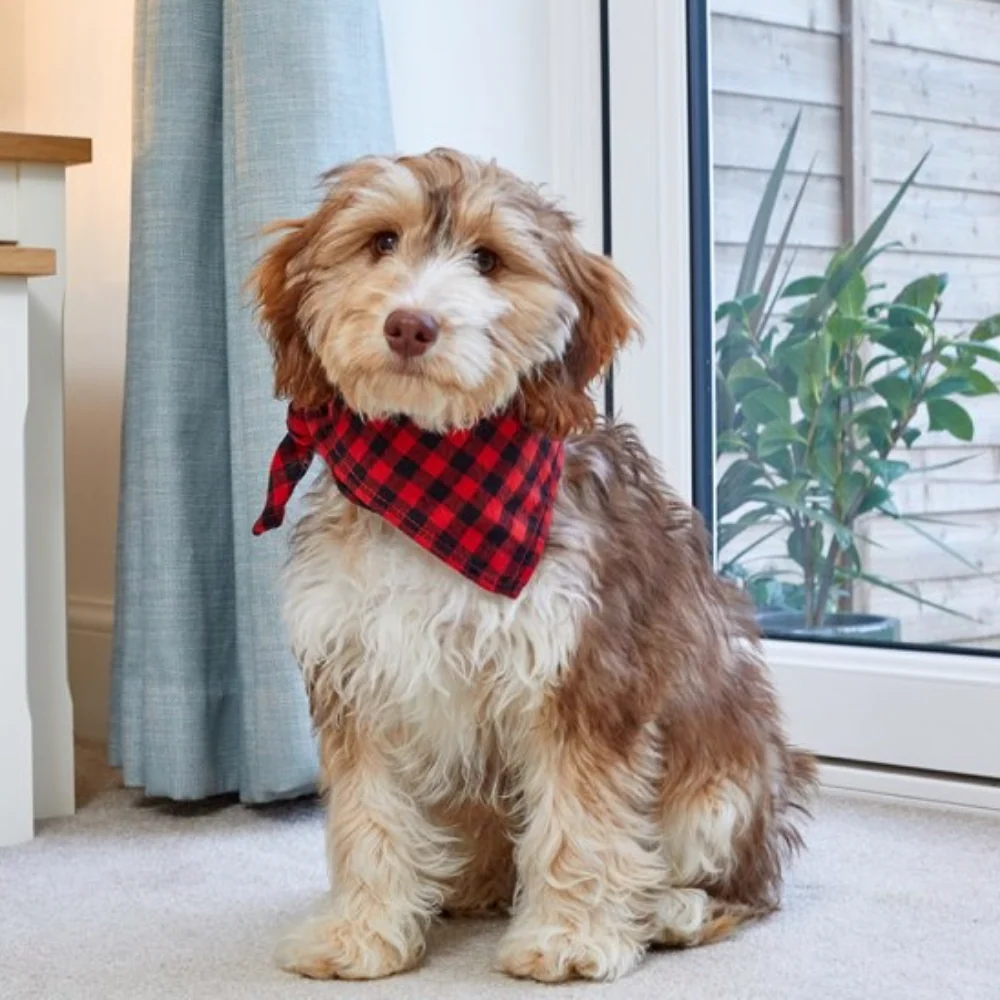Beau Bandana Red Check S/M - Image 2