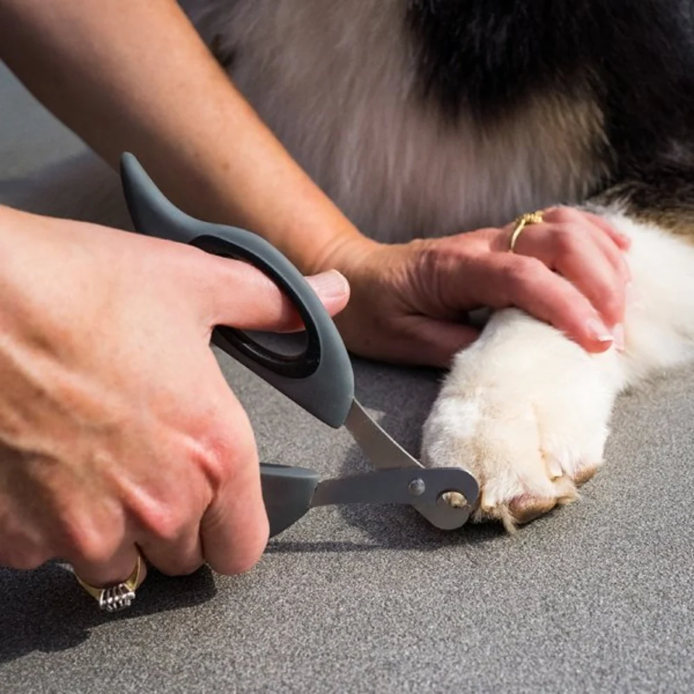 Claw Scissors - Image 2